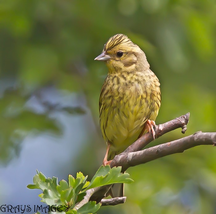 Yellowhammer