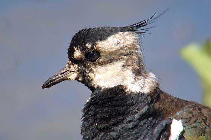 Lapwing