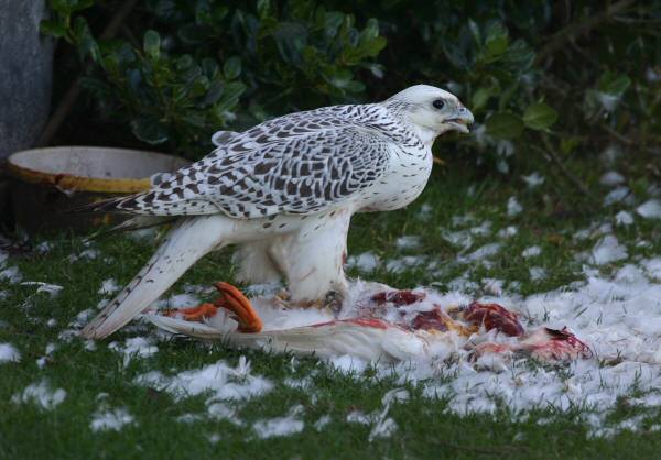 Gyr