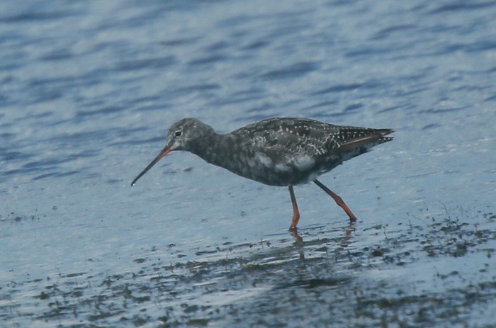 Spotted Redshank