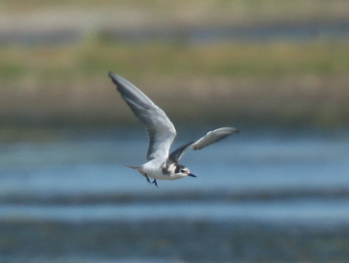 Black Tern