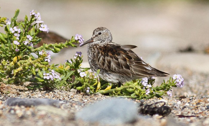 White-rumped Sandpiper