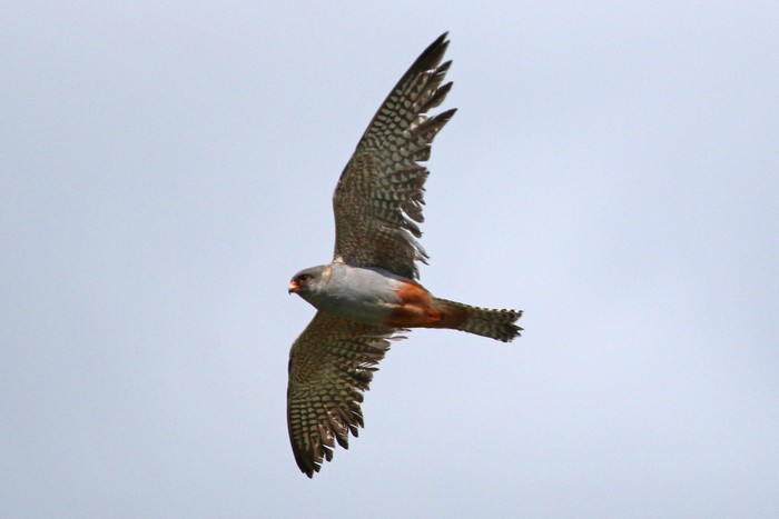 Red-footed Falcon