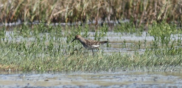 Pectoral Sandpiper