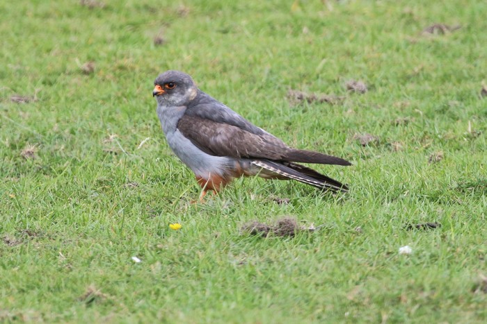 Red-footed Falcon