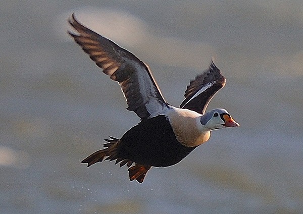 King Eider