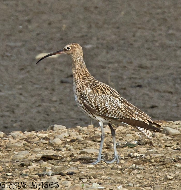 Curlew