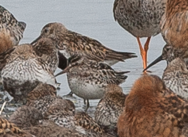 Broad-billed Sandpiper