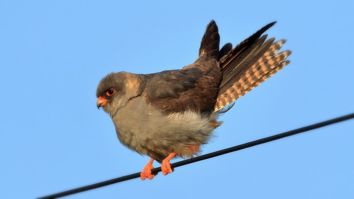 Red-footed Falcon