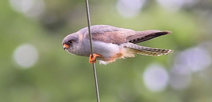 Red-footed Falcon