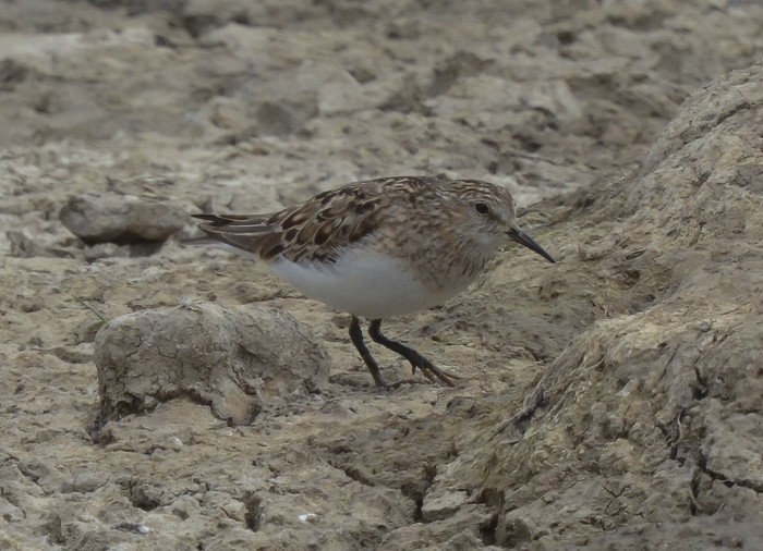 Temminck's Stint