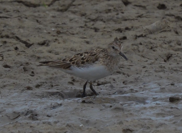 Temminck's Stint