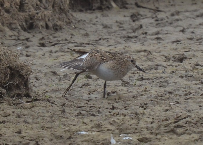 Temminck's Stint