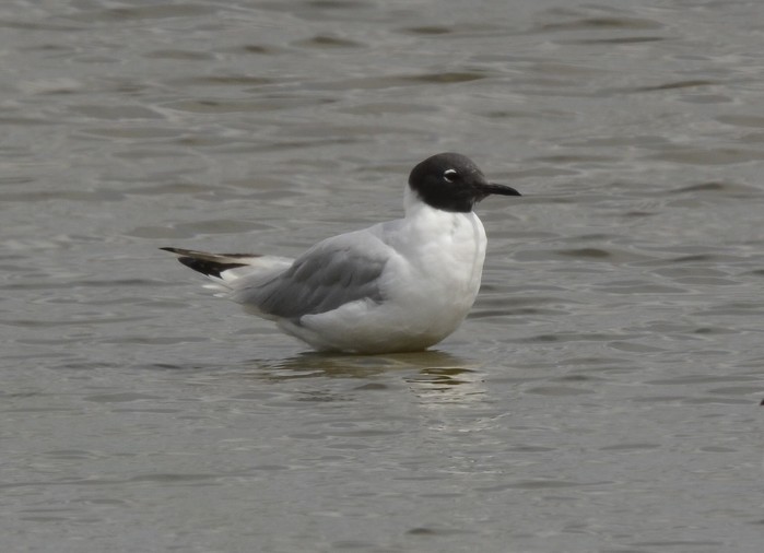 Bonaparte's Gull