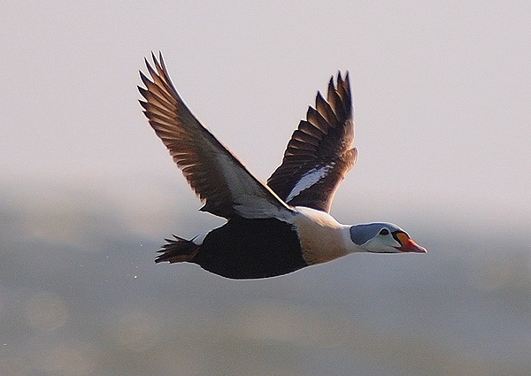 King Eider