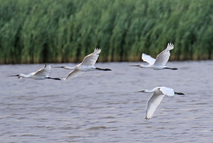 Spoonbill