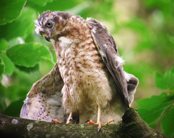 Sparrowhawk