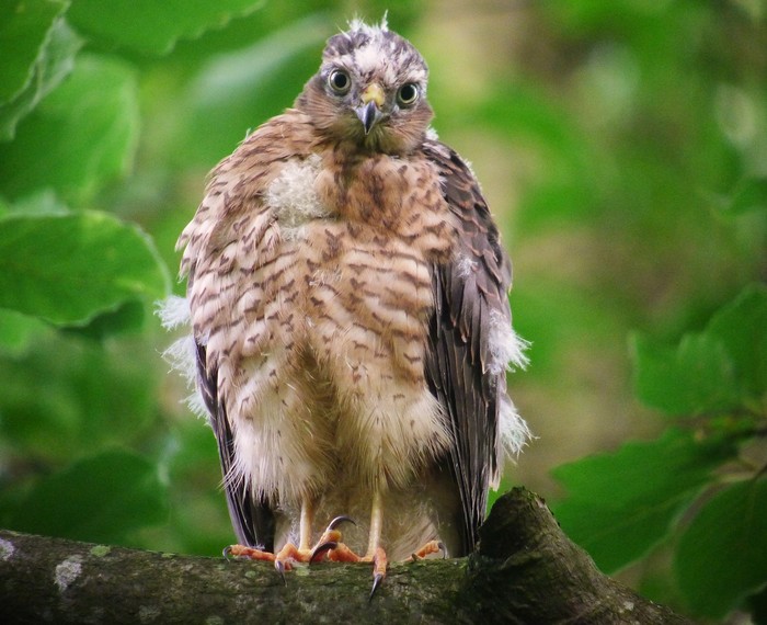 Sparrowhawk