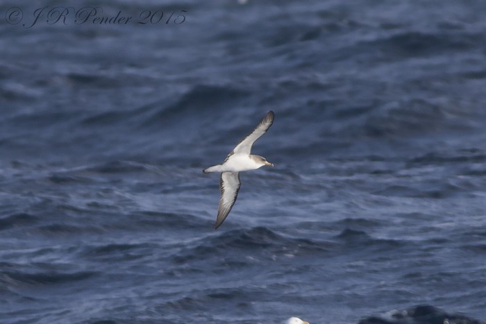 Cory's Shearwater