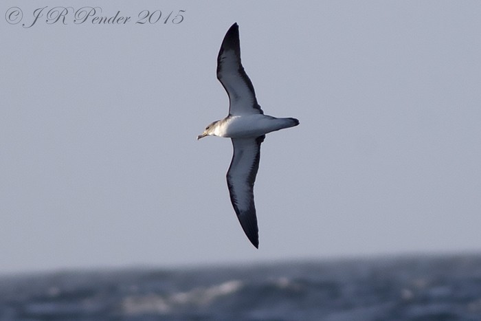 Cory's Shearwater