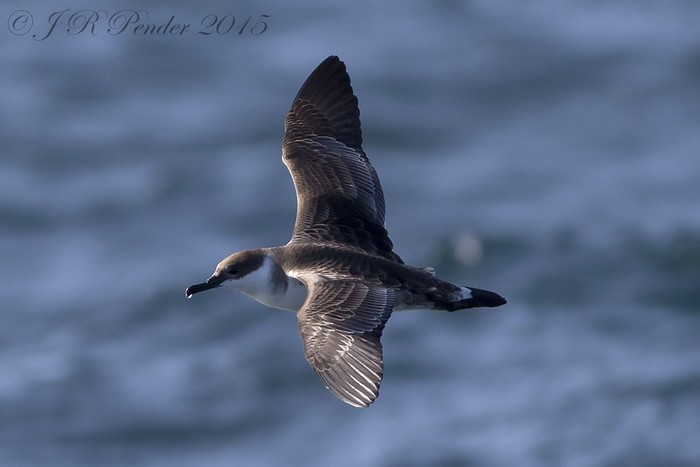 Great Shearwater