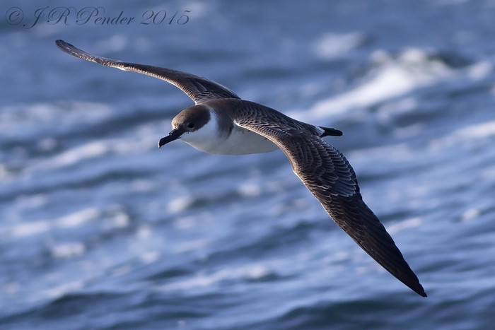 Great Shearwater