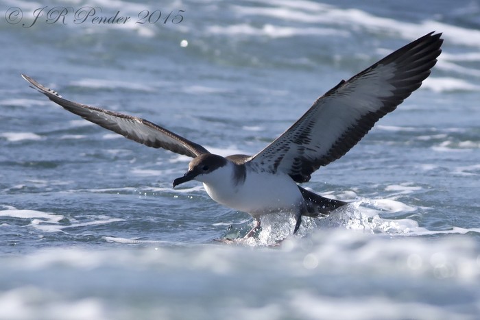 Great Shearwater