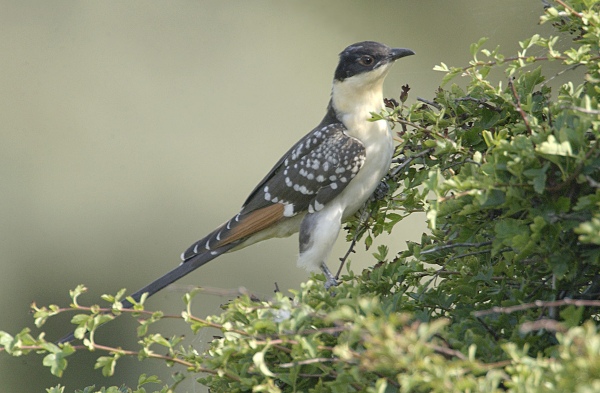 Great Spotted Cuckoo