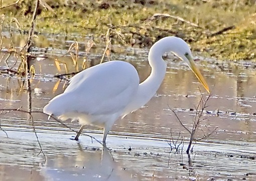 Great White Egret