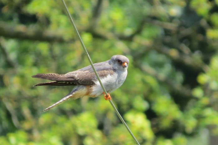 Red-footed Falcon