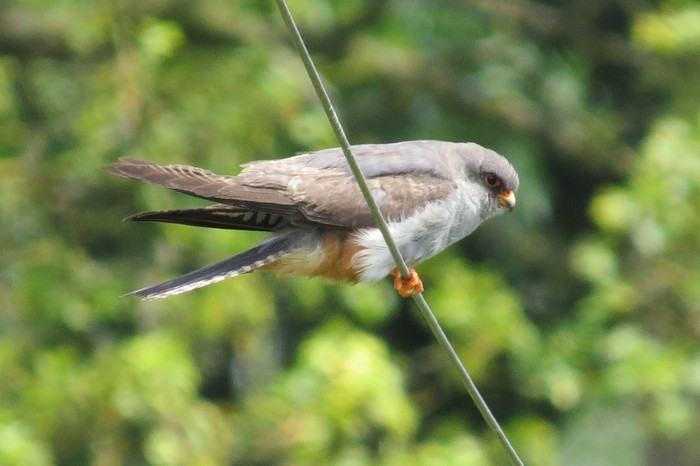 Red-footed Falcon