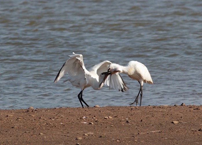 Spoonbill