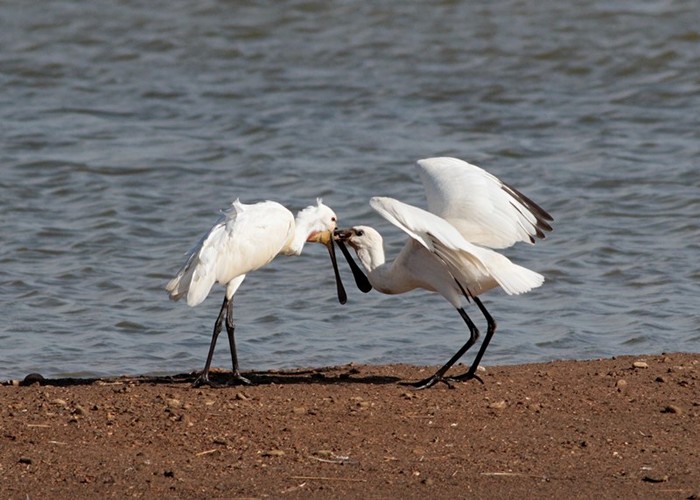 Spoonbill
