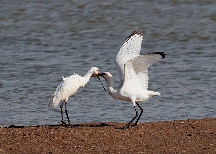 Spoonbill