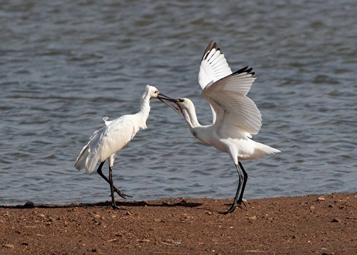 Spoonbill