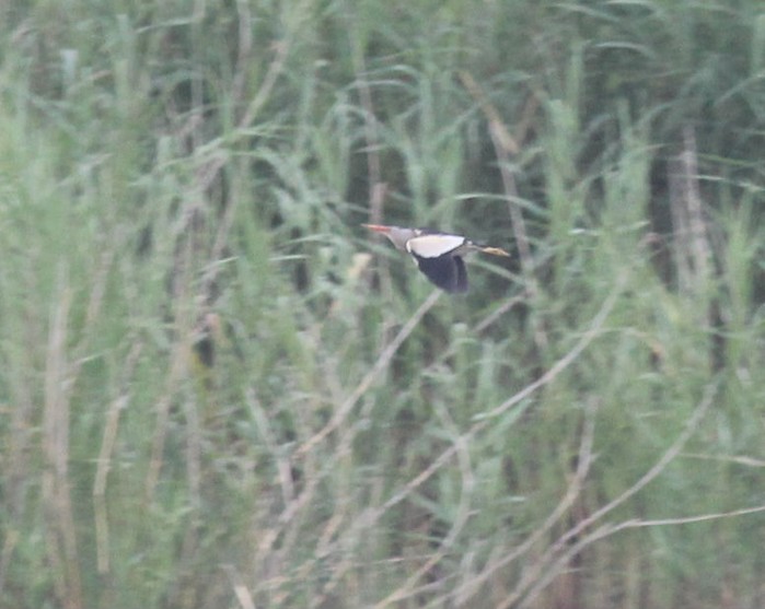 Little Bittern
