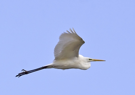Great White Egret