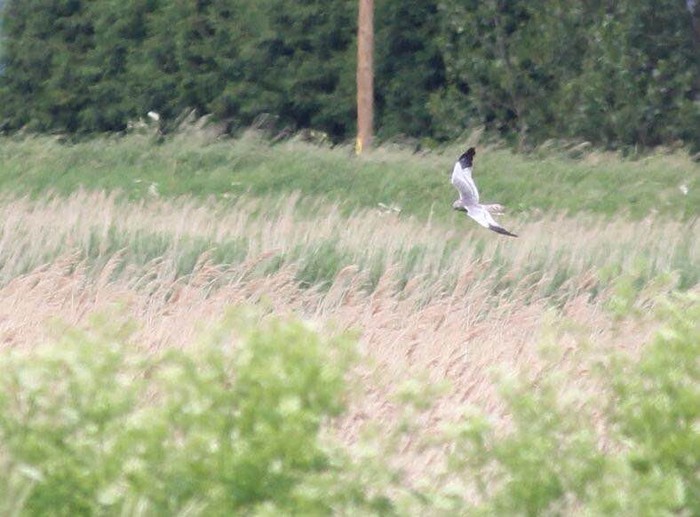 Montagu's Harrier