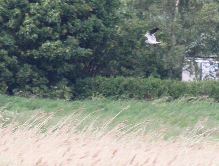 Montagu's Harrier