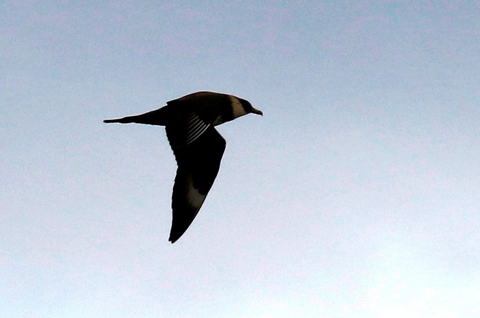 Pomarine Skua