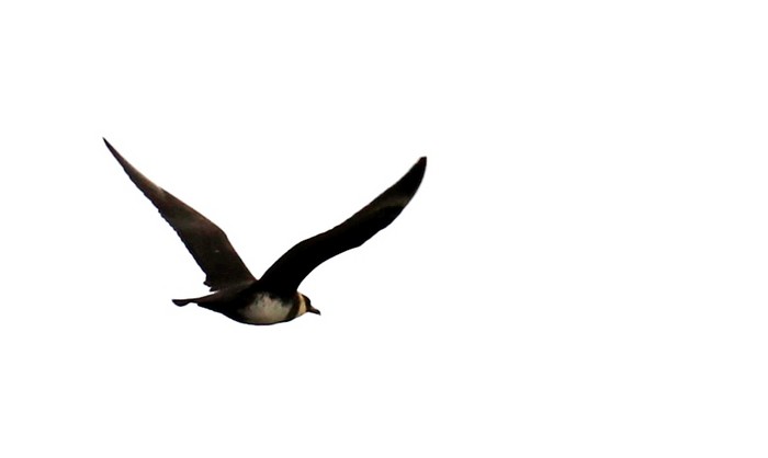 Pomarine Skua