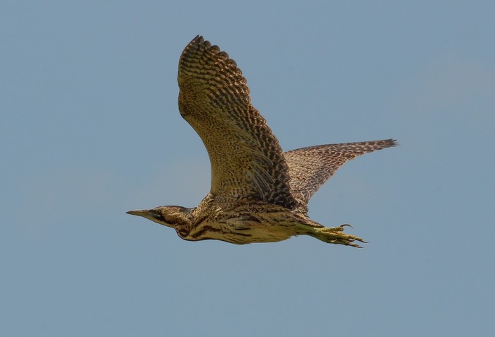 Bittern
