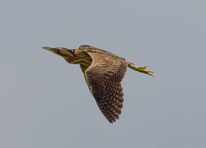 Bittern