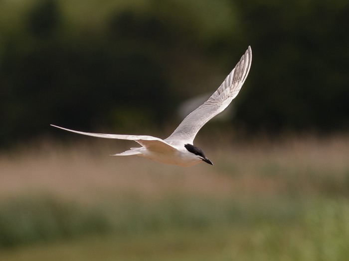 Gull-billed Tern