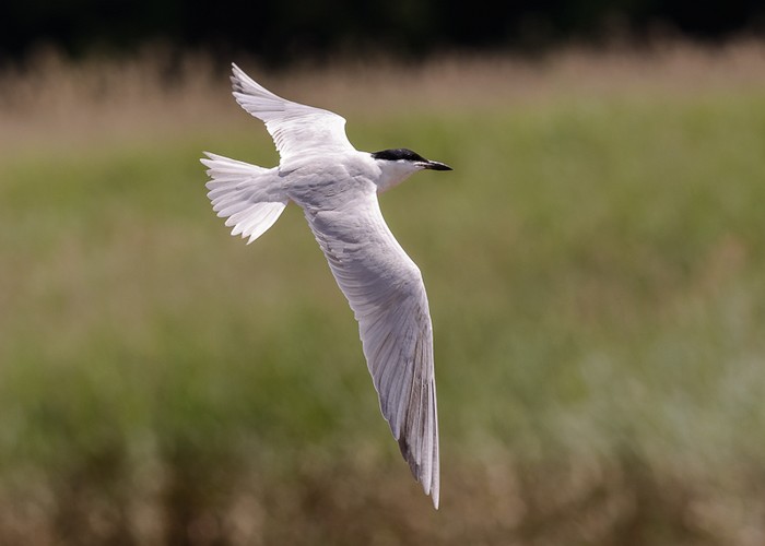 Gull-billed Tern