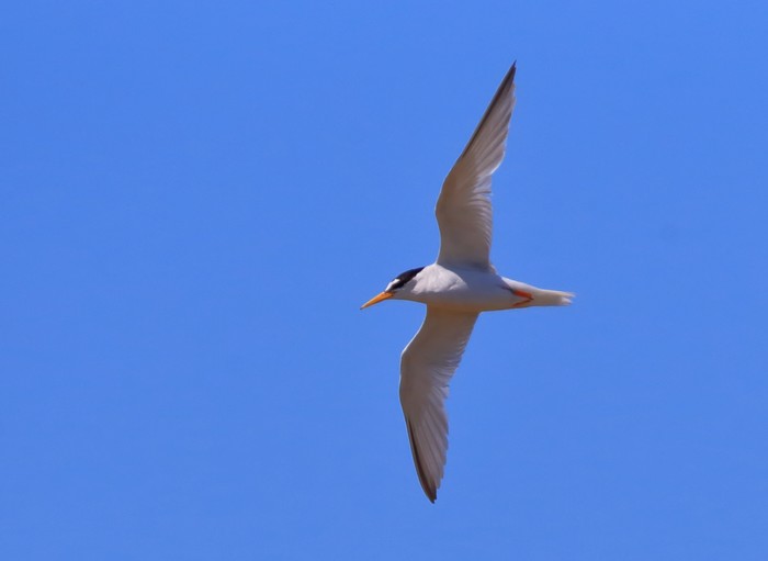 Little Tern