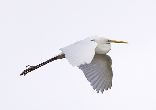 Great White Egret