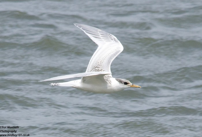 Sandwich Tern