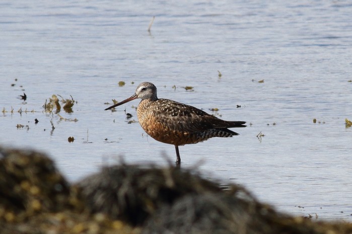 Hudsonian Godwit