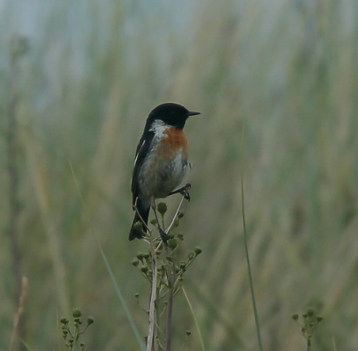 Stonechat